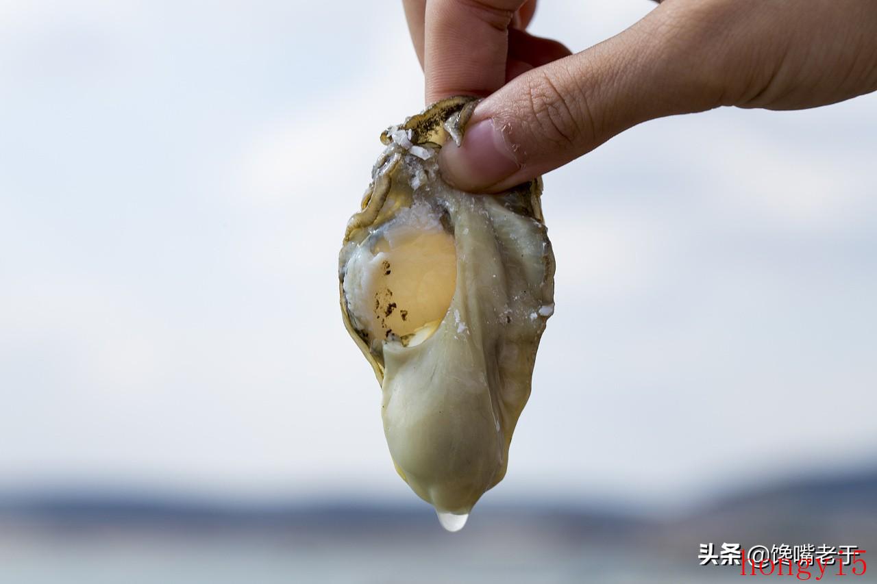 生蚝和牡蛎的区别在哪里（生蚝和牡蛎的区别图解）(图2)