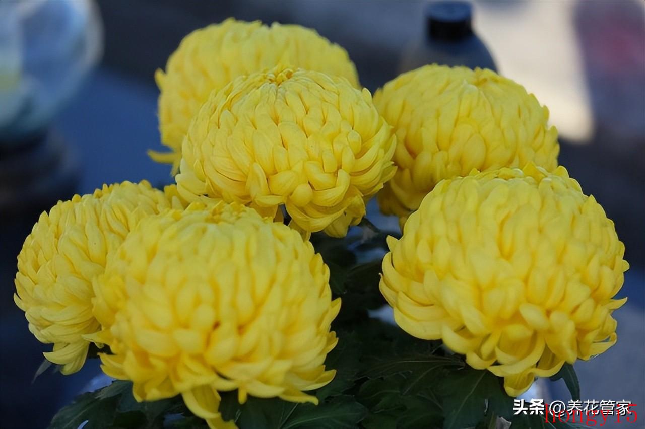 著名菊花品种大全（十大名贵菊花）(图3)