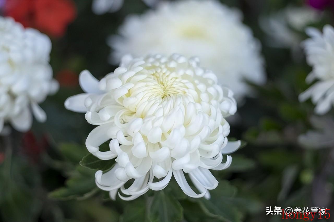 著名菊花品种大全（十大名贵菊花）(图9)