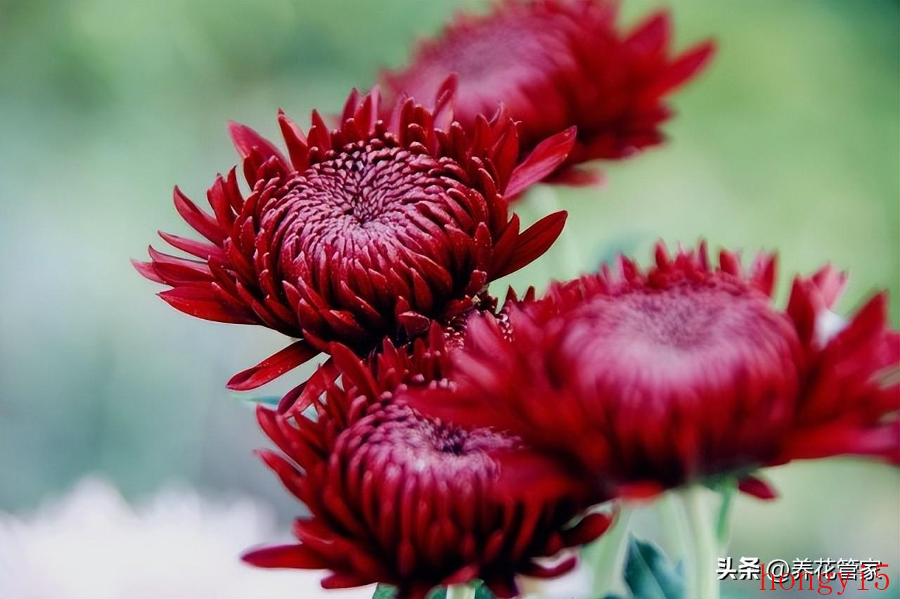 著名菊花品种大全（十大名贵菊花）(图6)