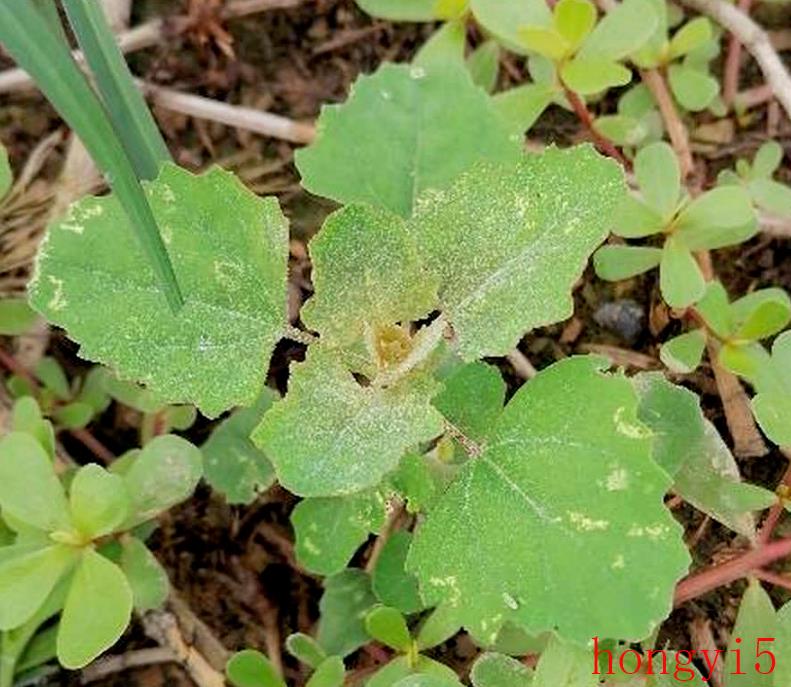 农村100种野菜图片可以吃呢-（农村常见的野菜图片及名称）(图4)