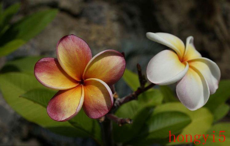 什么花的花语最虐心（花语比较虐心的花）(图4)