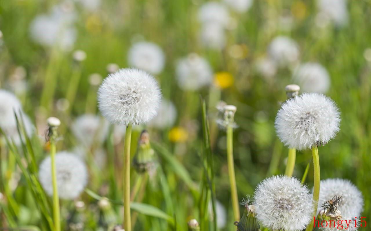 什么花的花语最虐心（花语比较虐心的花）(图6)