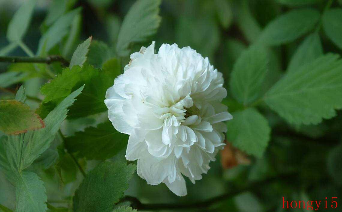 什么花的花语最虐心（花语比较虐心的花）(图3)