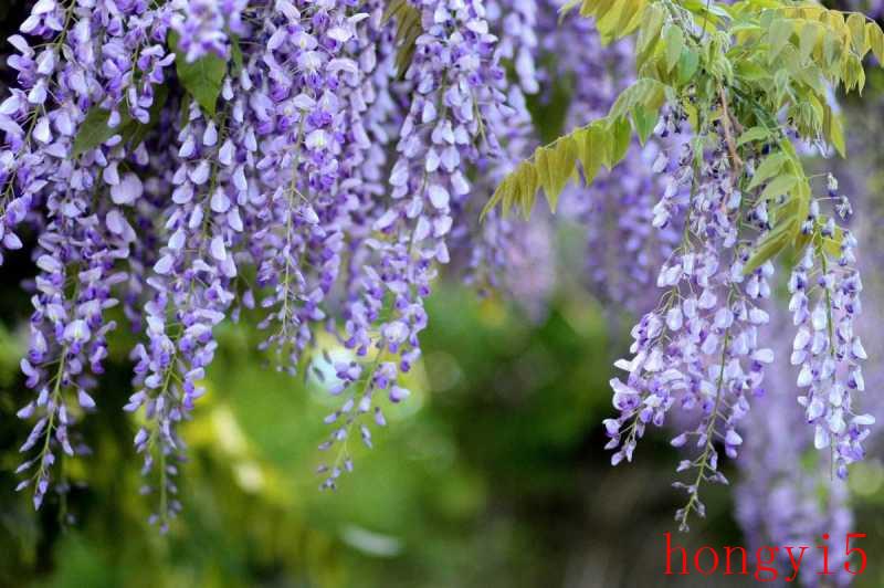 什么花的花语最虐心（花语比较虐心的花）(图5)