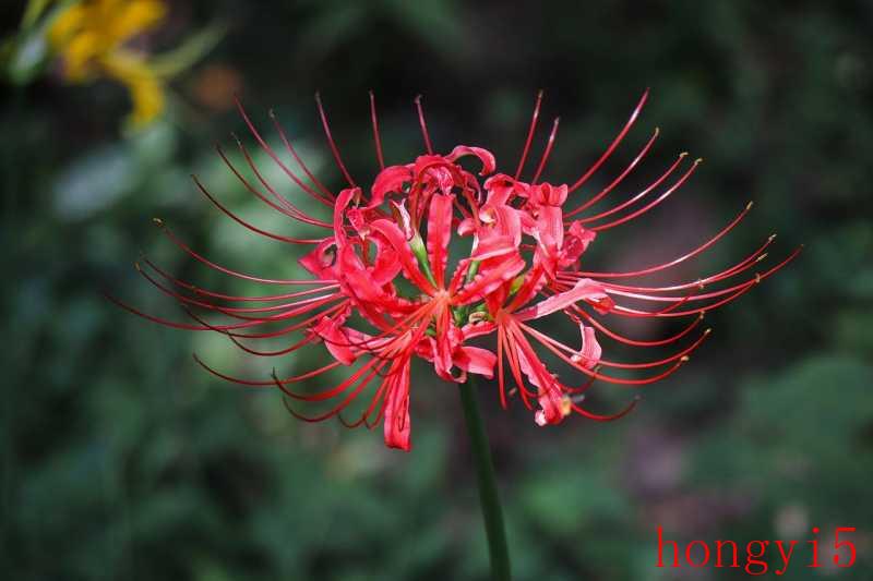 什么花的花语最虐心（花语比较虐心的花）(图1)