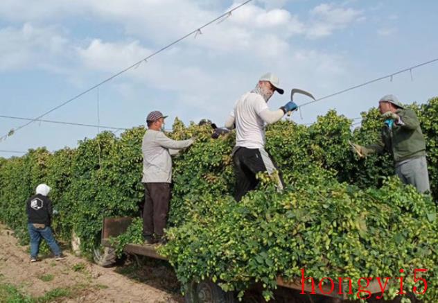 乌苏啤酒的度数一般是多少（乌苏啤酒度数多少）(图6)