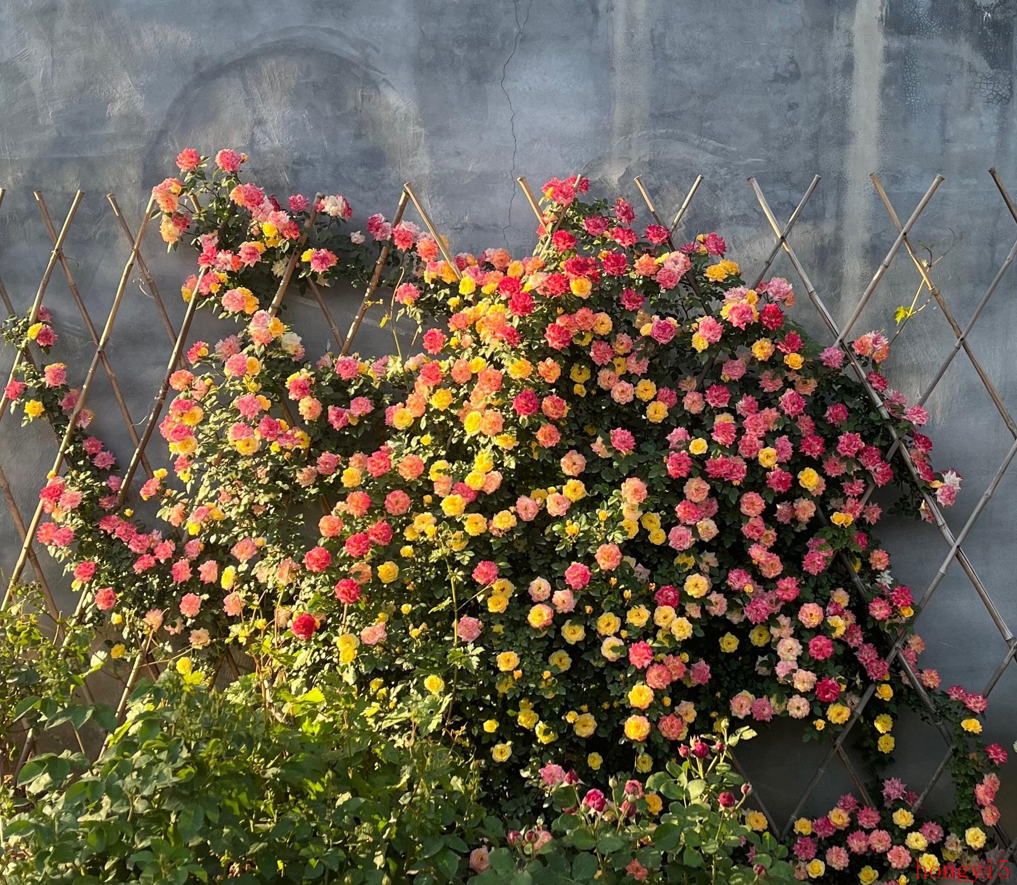 月季花 彩虹（月季花名叫彩虹的是什么样子）(图2)