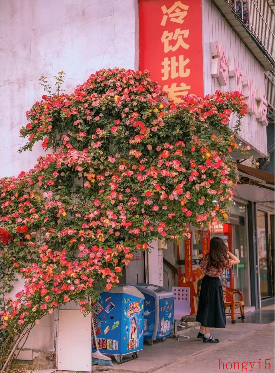 月季花 彩虹（月季花名叫彩虹的是什么样子）(图1)