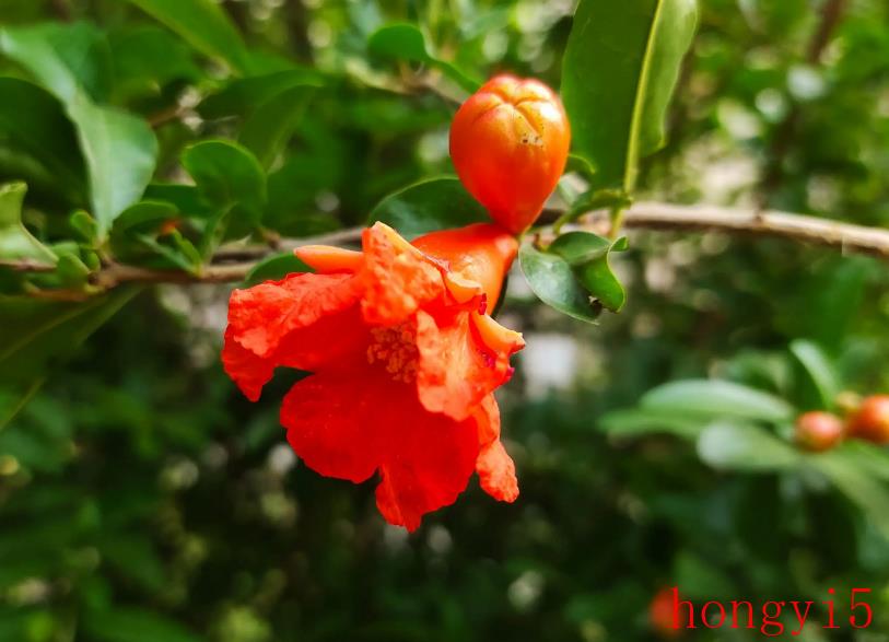 石榴花最出名的诗句描写石榴花的优美语句（关于写石榴花的诗句）(图4)