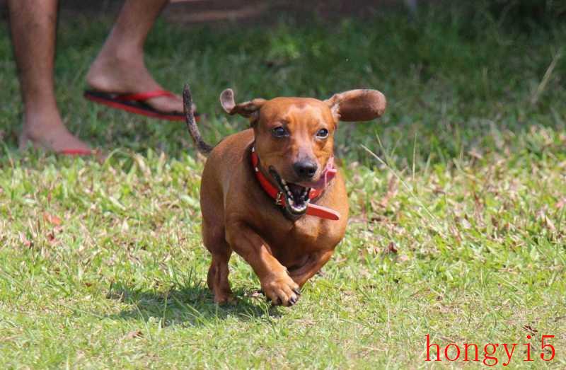 腊肠犬为什么不建议养（腊肠犬的优点和缺点有哪些）(图4)