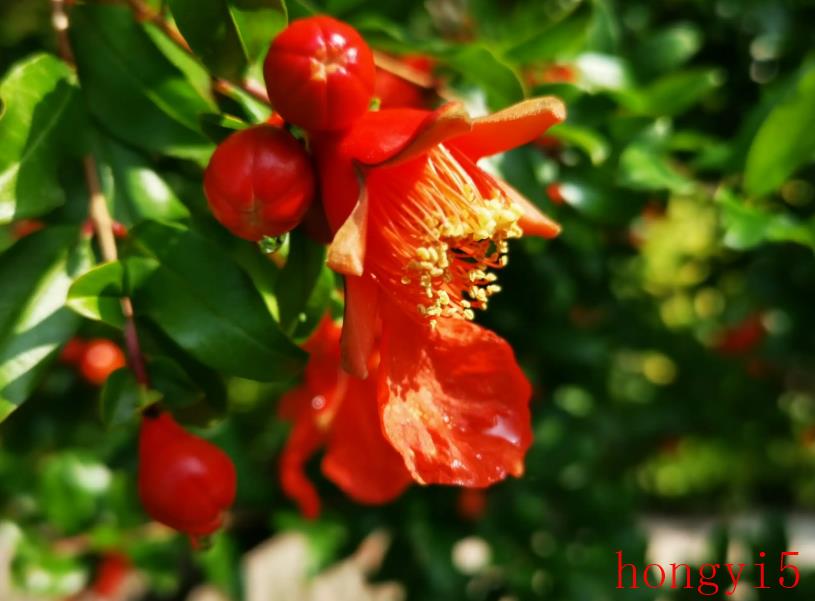 石榴花最出名的诗句描写石榴花的优美语句（关于写石榴花的诗句）(图10)