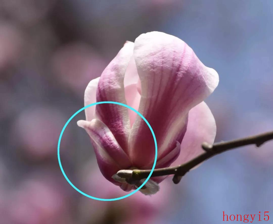 玉兰花品种(43种图示)（玉兰花长什么样子图片）(图3)