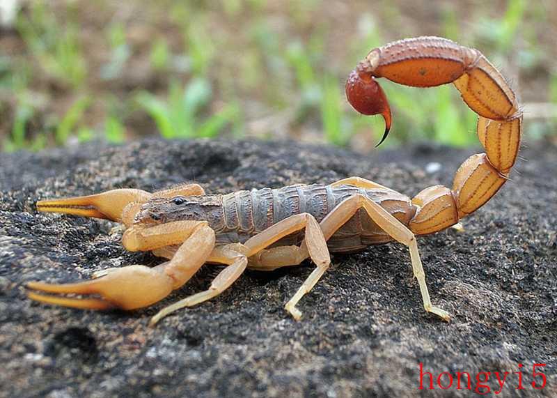 长得最恐怖的生物（全世界恐怖生物排名）(图5)