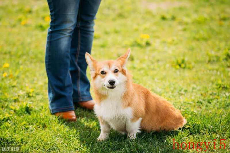 柯基犬养大重一般多少斤（柯基能长多大多重）(图4)