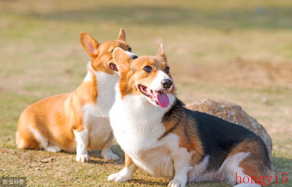 柯基犬养大重一般多少斤（柯基能长多大多重）(图3)