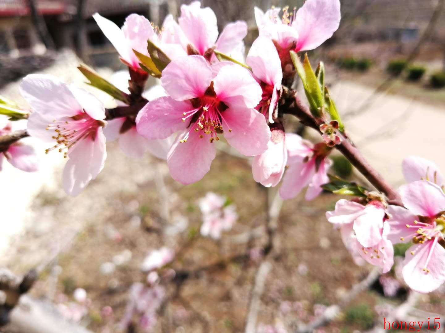 关于桃花的诗句古诗经典句子摘抄（咏桃花的最著名的诗词）(图3)