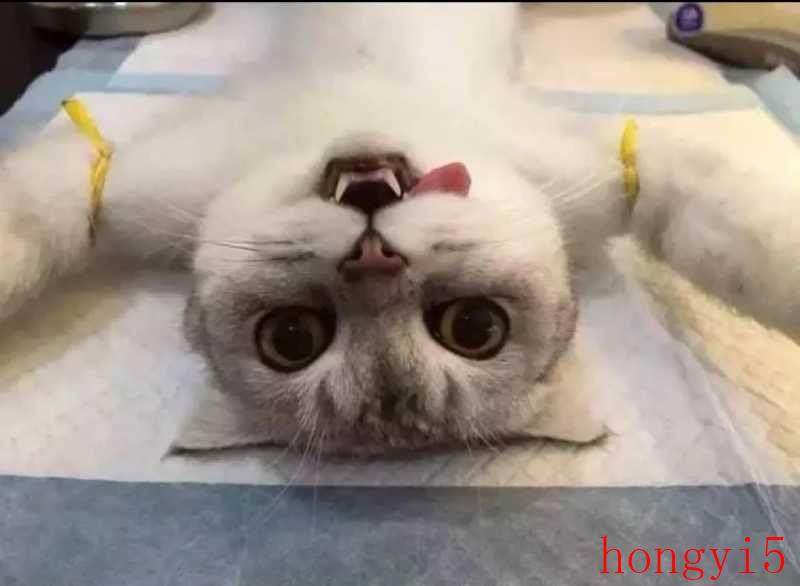 刚出生几天的小猫咪什么时候睁眼睛（小猫什么时候睁眼）(图12)