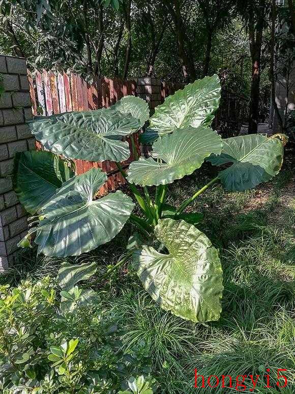 对猫咪有毒的植物和花（什么花对猫咪有害）(图6)