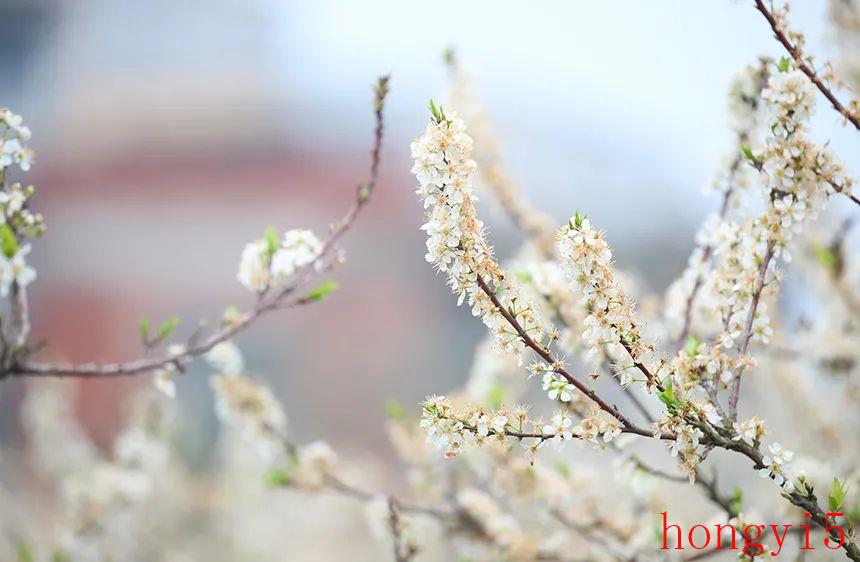 二十四节气的雨水的含义（雨水节气的含义是什么意思）(图1)