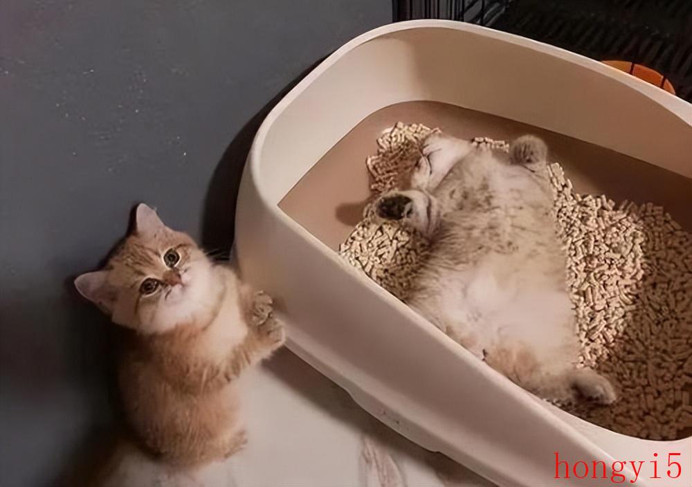 宠物猫乱拉尿怎么办（猫咪乱拉屎的原因）(图6)