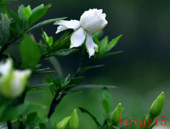 栀子花用什么肥料比较好-（栀子花用什么肥料长得更快）(图7)