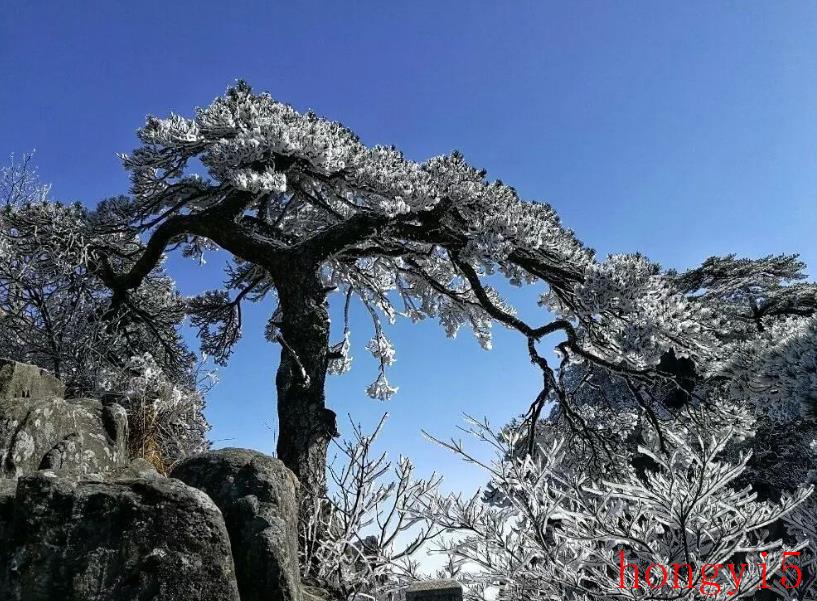 表现松柏不畏严寒的诗句（关于松柏的诗句大全）(图6)