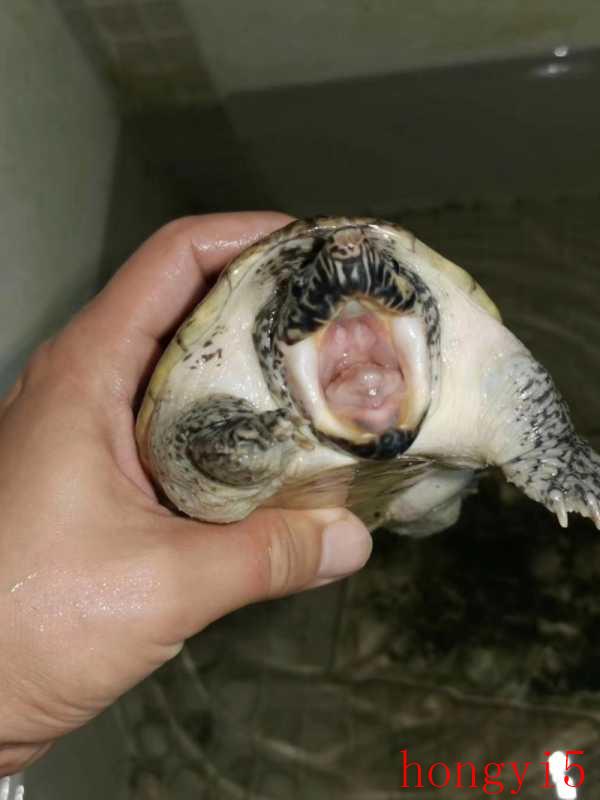 墨西哥蛋龟能深水养吗（墨西哥蛋龟温度多少合适）(图4)