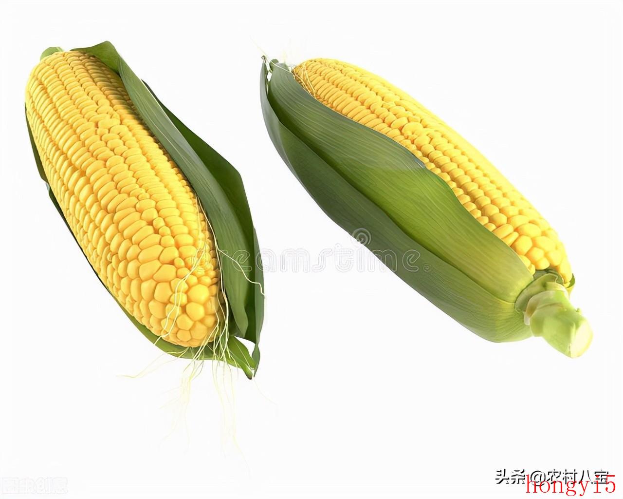 亩产最高的玉米品种（高产玉米种子十大品种）(图5)