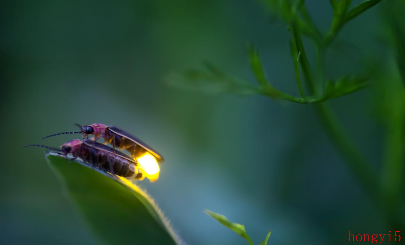 萤火虫的卵会发光吗-（萤火虫是怎么发光的）(图7)