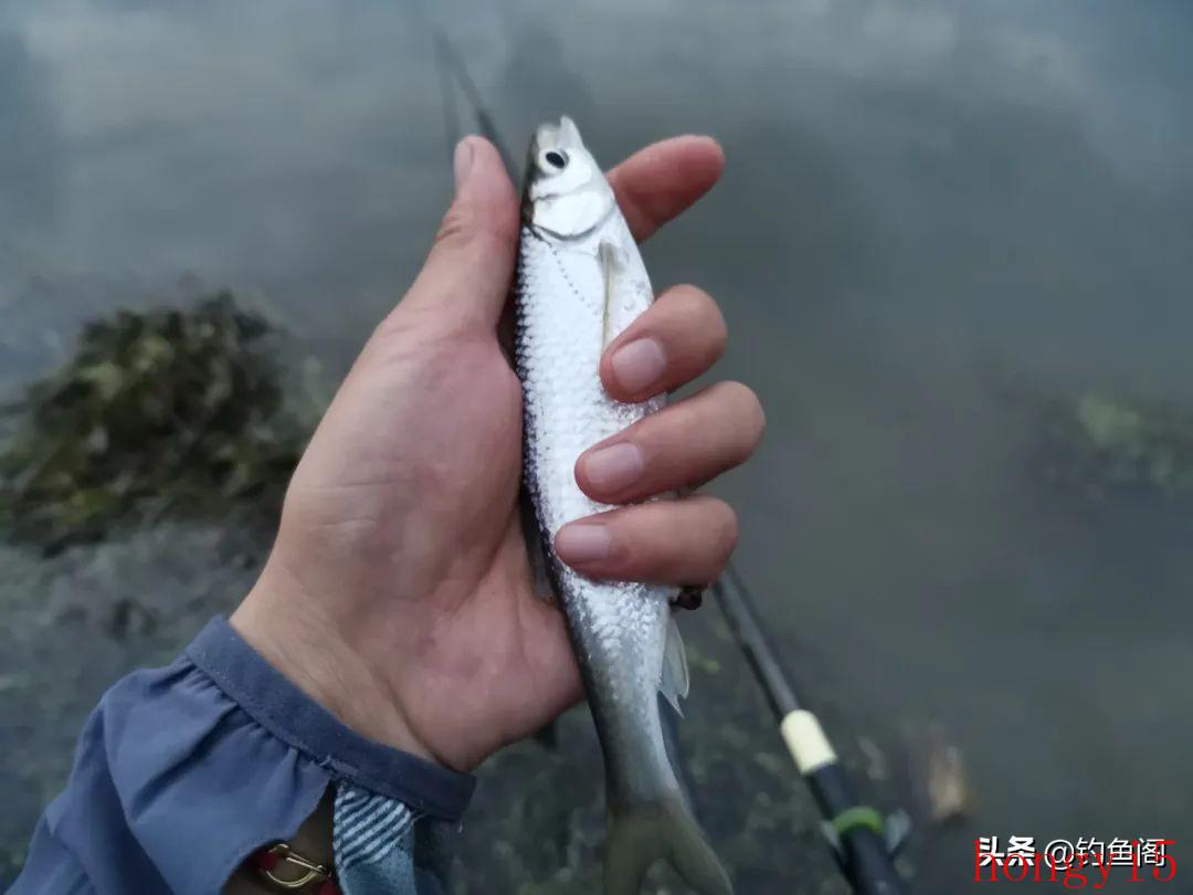 钓白条怎么上饵（小白条钓法技巧野钓）(图4)