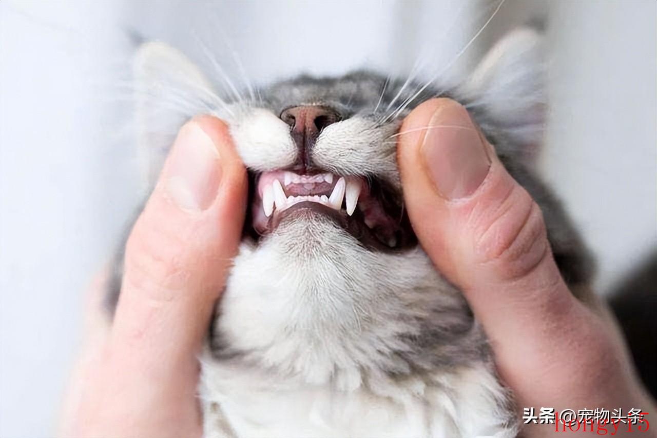 猫咪几个月的时候开始换牙（猫咪几个月换牙）(图2)
