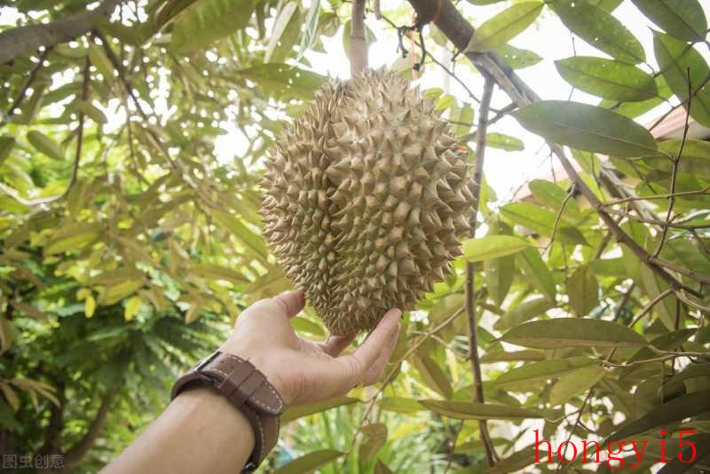 榴莲树北方可以种植吗-（榴莲树适合在什么地方种植）(图4)