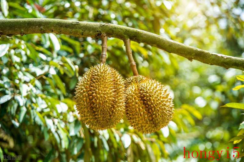 榴莲树北方可以种植吗-（榴莲树适合在什么地方种植）(图2)