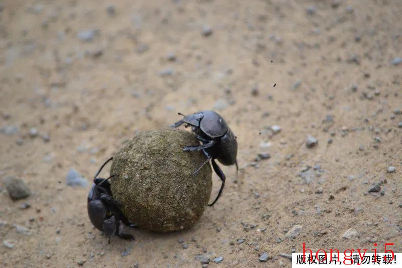 屎壳郎为什么要滚粪球-（屎壳郎的特点和生活特征介绍）(图5)