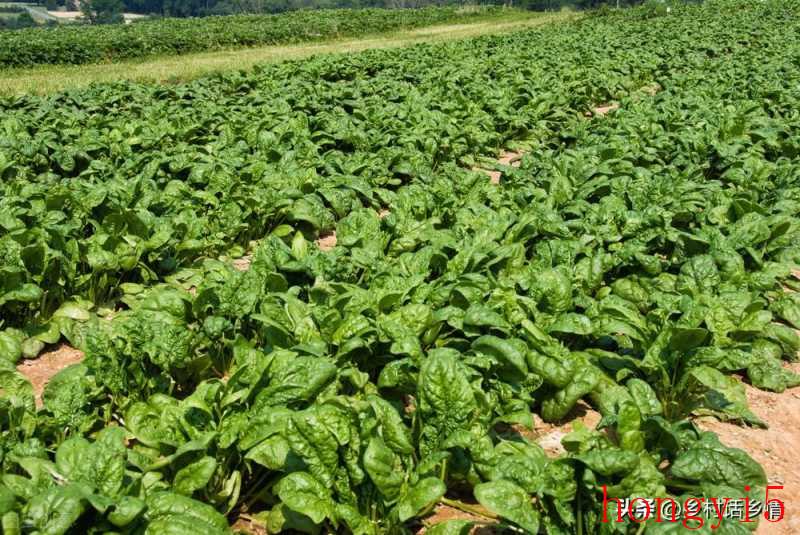 10月份适合栽种的蔬菜（10月份适合种什么蔬菜）(图2)