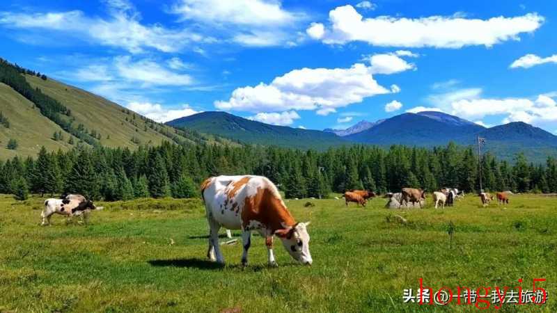 新疆喀纳斯湖景区（新疆喀纳斯湖最佳旅游时间）(图15)