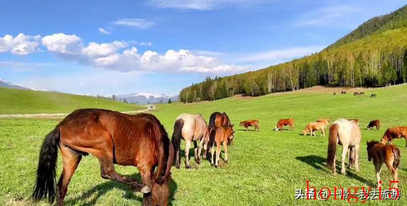 新疆喀纳斯湖景区（新疆喀纳斯湖最佳旅游时间）(图14)