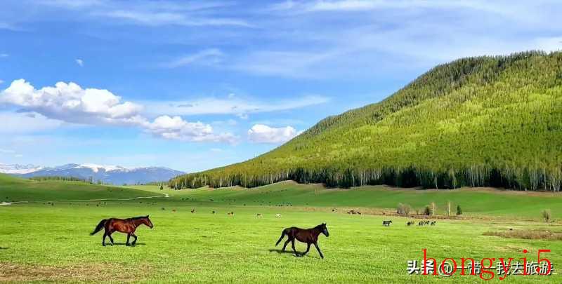 新疆喀纳斯湖景区（新疆喀纳斯湖最佳旅游时间）(图17)