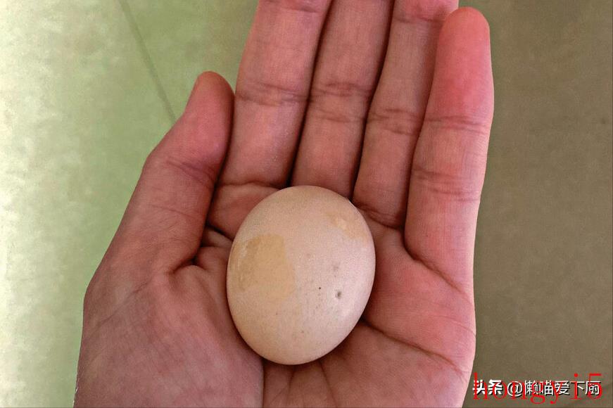 哪种品种鸡蛋好（初生蛋和普通蛋的区别）(图2)