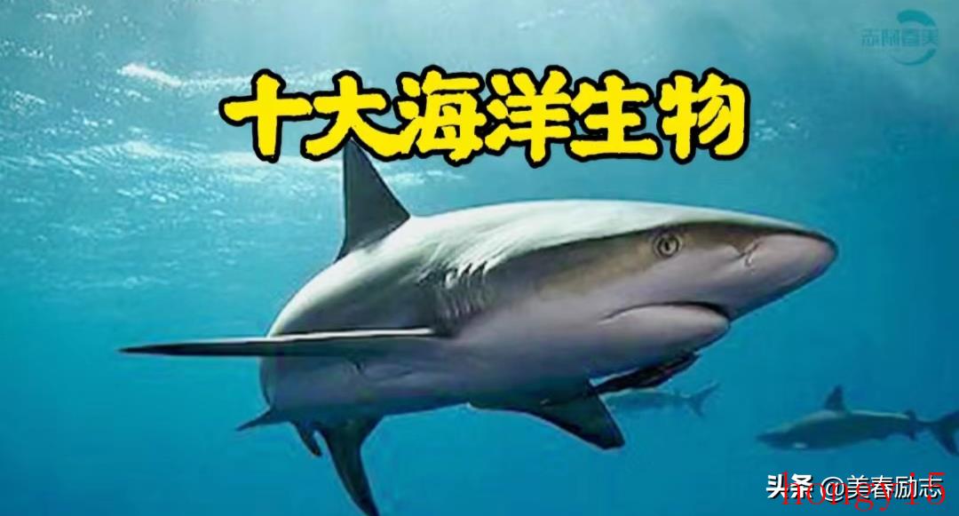 常见海洋生物名称大全（海洋动物有哪些名字）(图1)