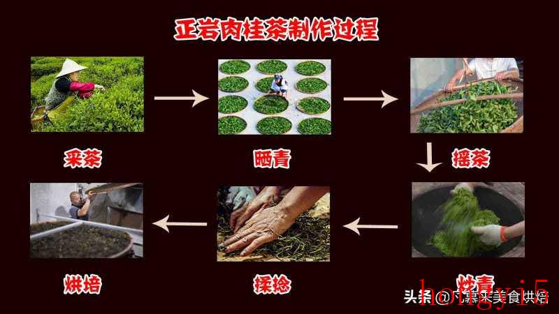 武夷山岩茶肉桂和大红袍的区别（正岩肉桂茶属于什么茶）(图5)