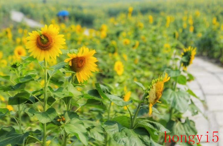 向日葵花的外形和特点（向日葵是什么植物）(图2)