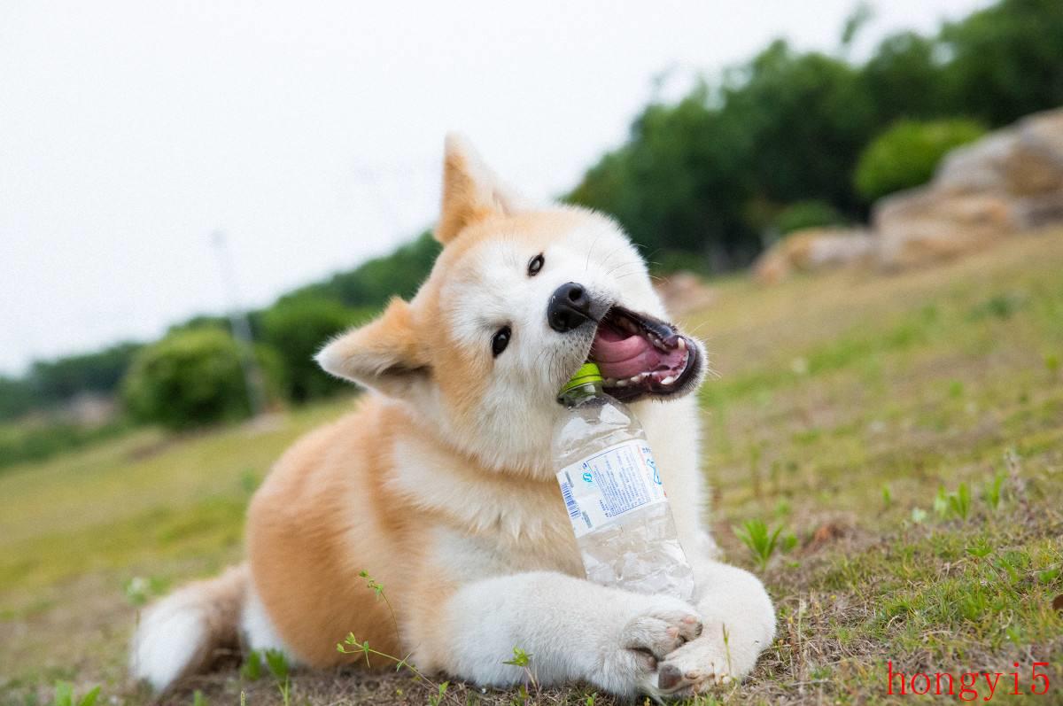 十大便宜好养的中型犬（中型犬适合家养的狗图片）(图10)