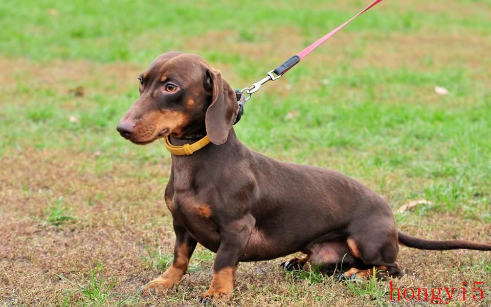 十大便宜好养的中型犬（中型犬适合家养的狗图片）(图8)