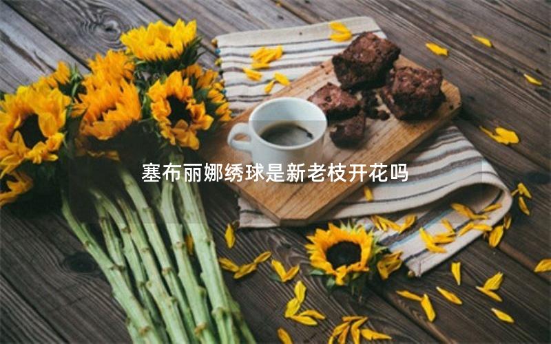 塞布丽娜绣球是新老枝开花吗