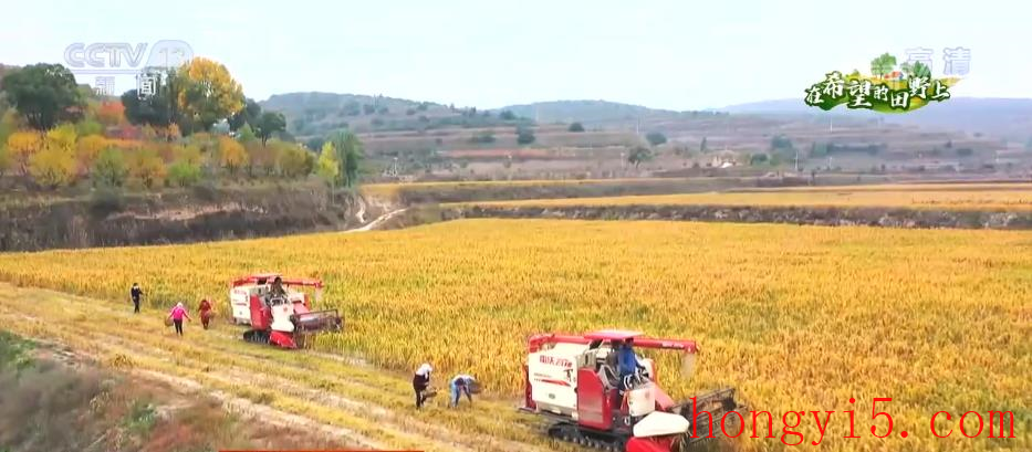 通过良种良法配套 多地秋粮单产进一步提升