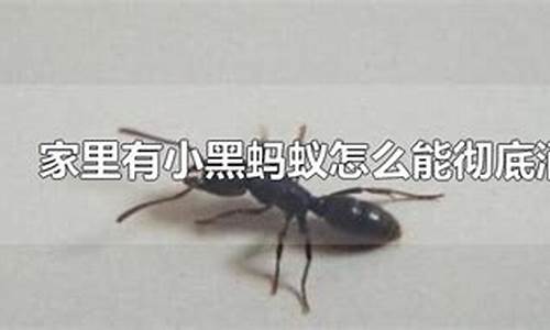 黑蚂蚁怎么消灭