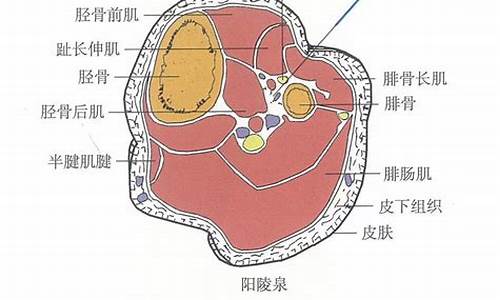 阳陵泉怎么找最简单