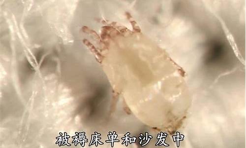 粉螨虫是怎么产生的(粉螨虫怎么消灭)